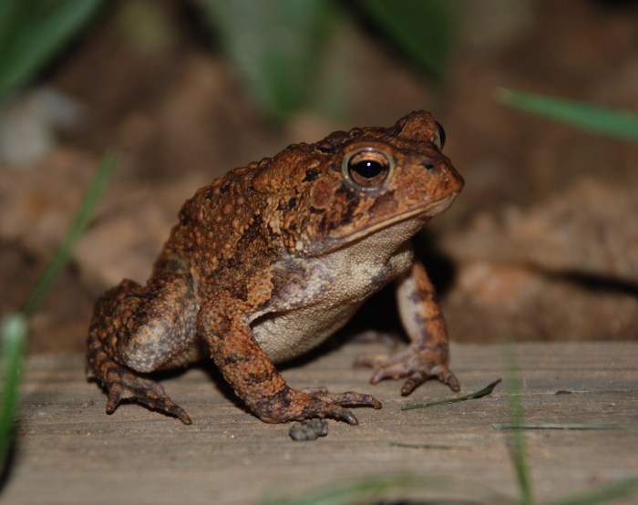 Toad amphibia frosch schwarzer genetica toads gewonnen verloren amphibians lotteria contemporaneamente vinto perso genetische loterij genetischen dieren lotterie tegelijkertijd gleichzeitig