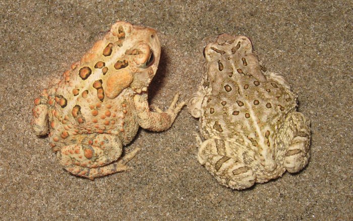 Frogs toads arkansas delaware rana bullfrog lithobates warrick gonefroggin ozarks dorsal ridge