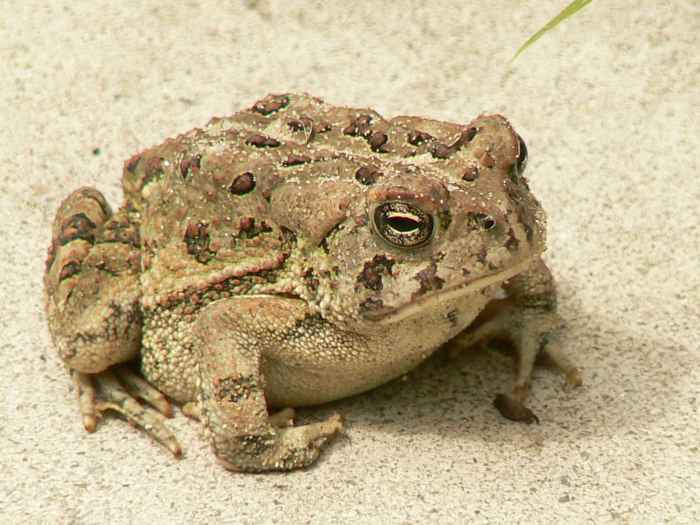 Toad southern terrestris anaxyrus krysko kenneth