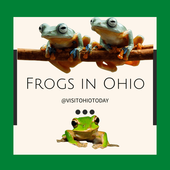 Frogs and toads of ohio