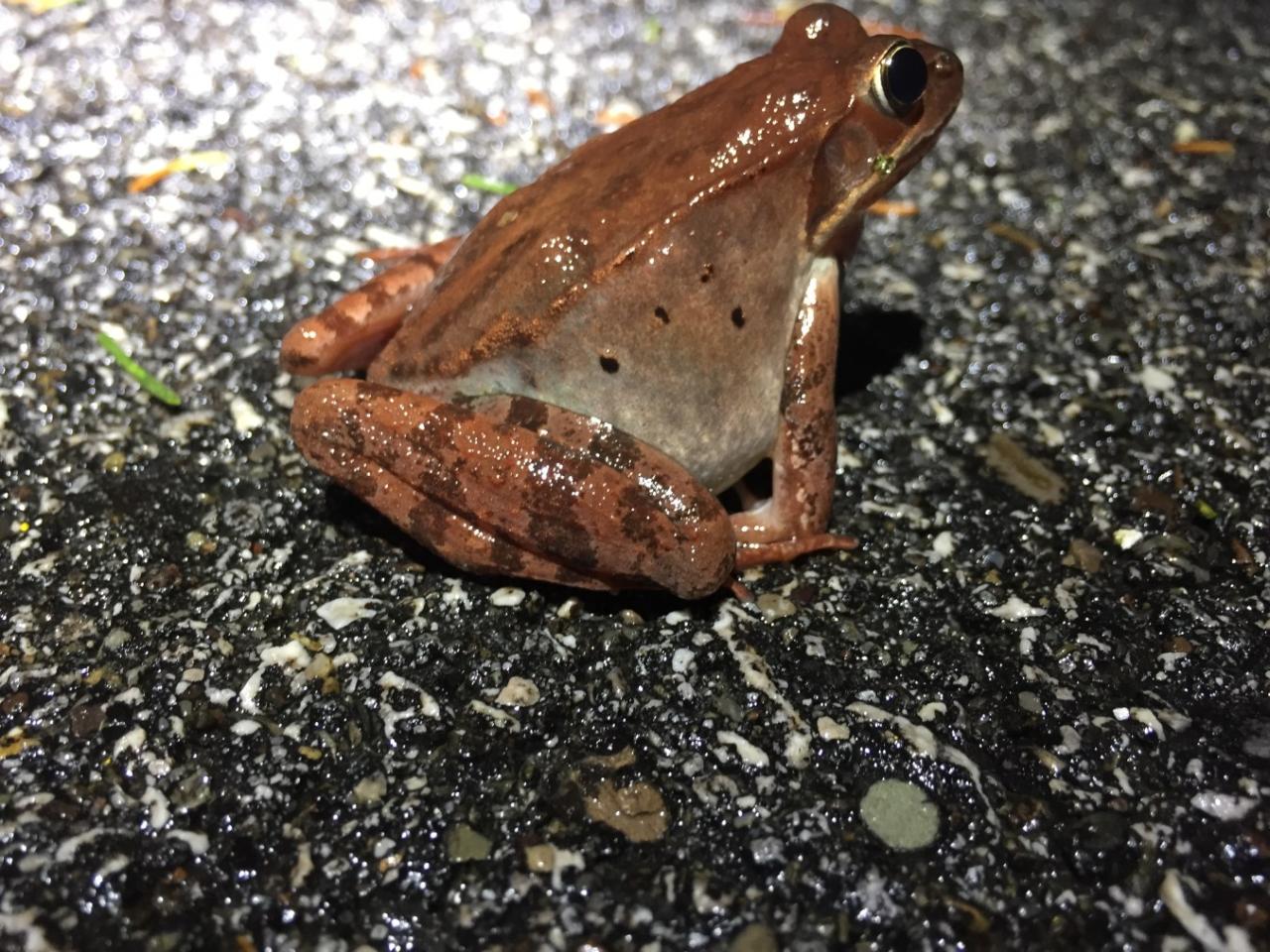 Toads toad american ohio