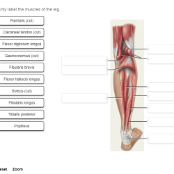 Muscles insertion limb physiology