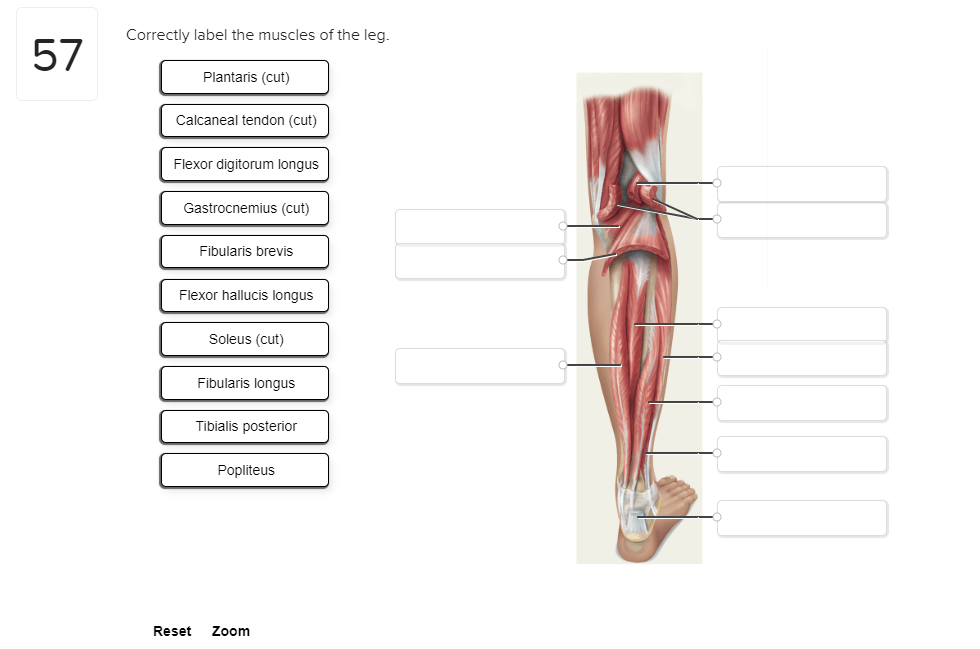 Muscles insertion limb physiology