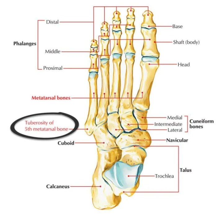 Styloid process of the foot