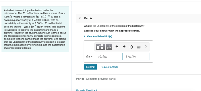 What is the uncertainty of the position of the bacterium